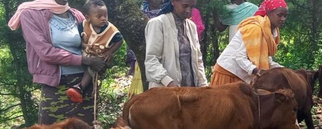 receiving their heifers at the dabaree celebration
